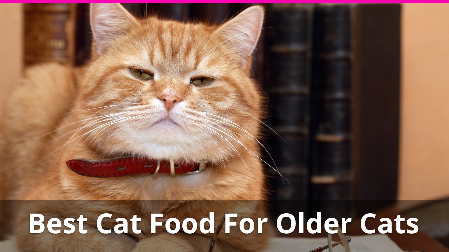 best cat food for older cats