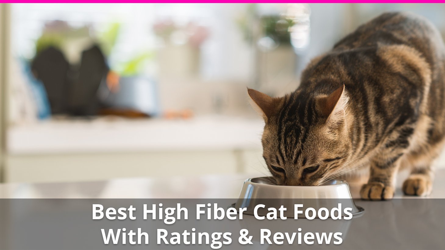 best high fiber cat food