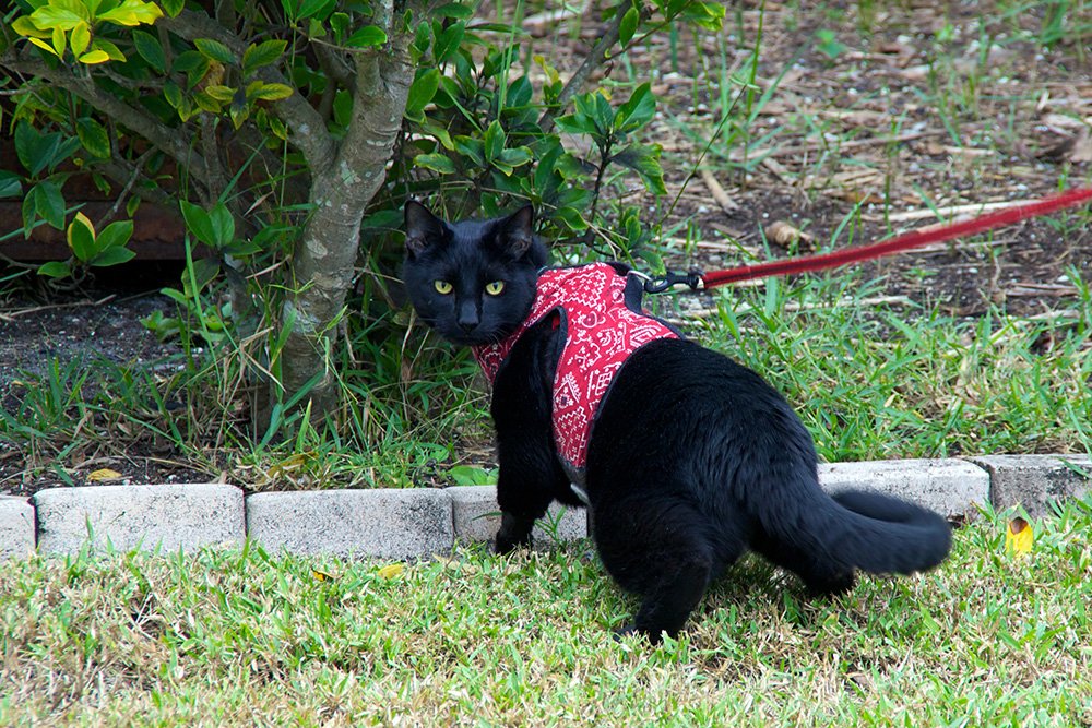 black cat in red harness with red leash walks on the grass best cat harness