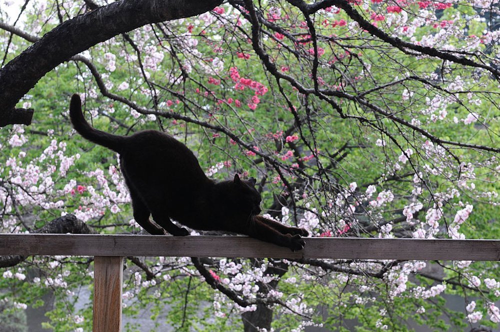 black cat stretching in front of japanese blossoms