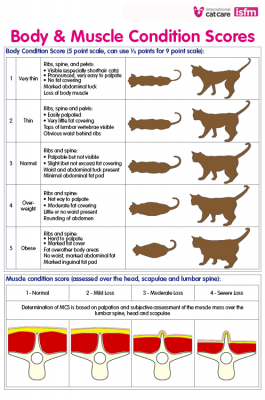 How Much Should I Feed My Cat? The Cat Feeding Guide