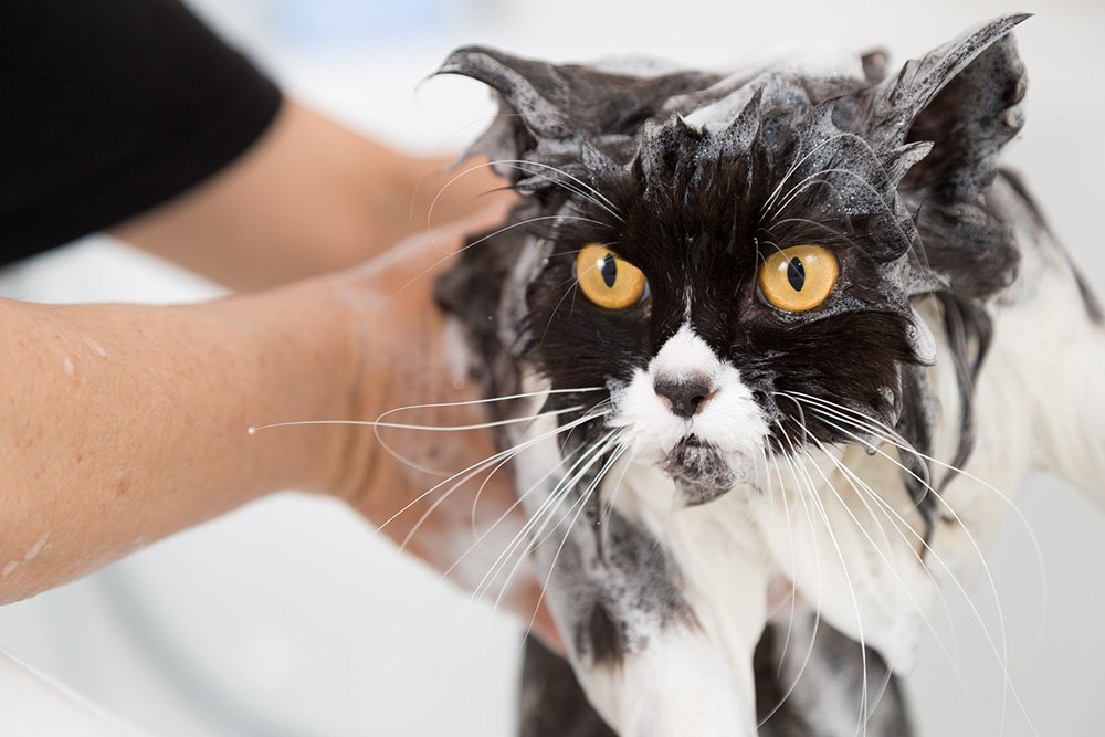 cat soapy in the bath with flea shampoo