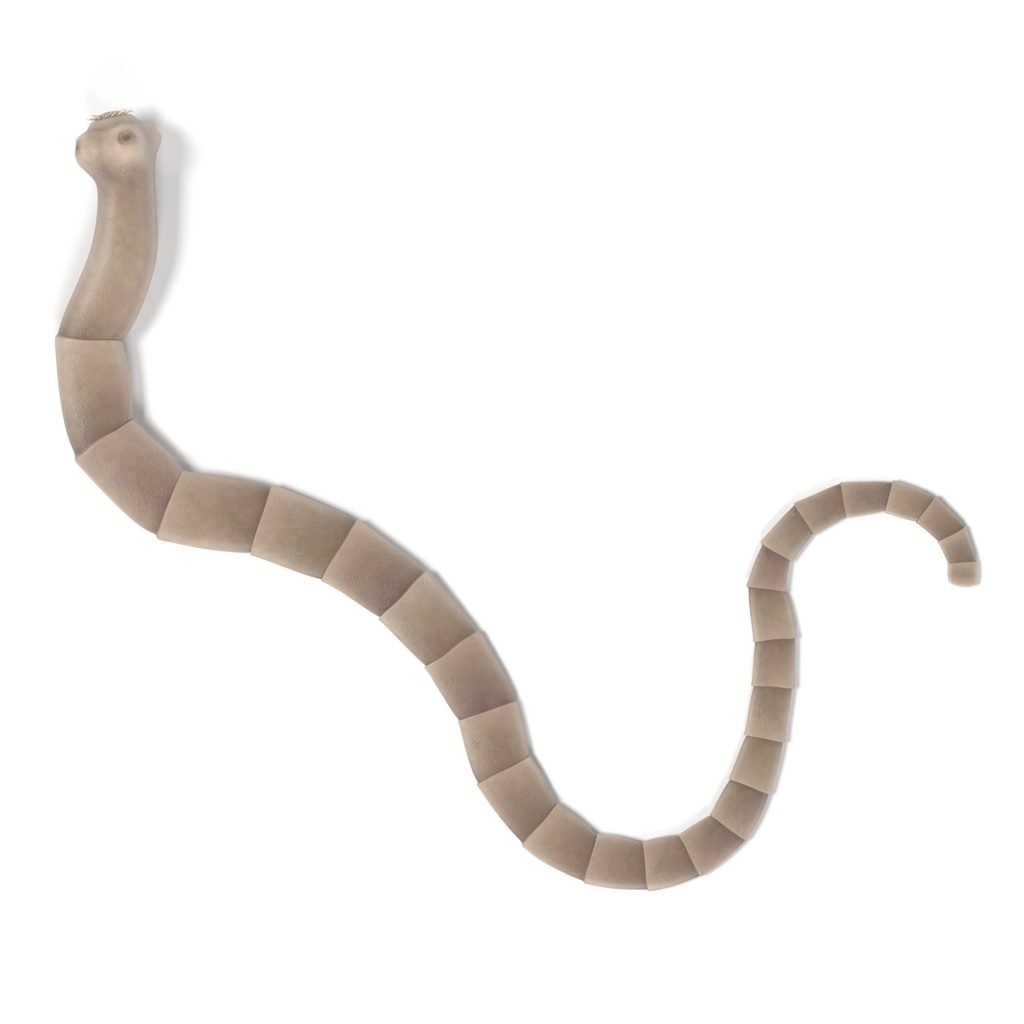 tape worm tabs cats