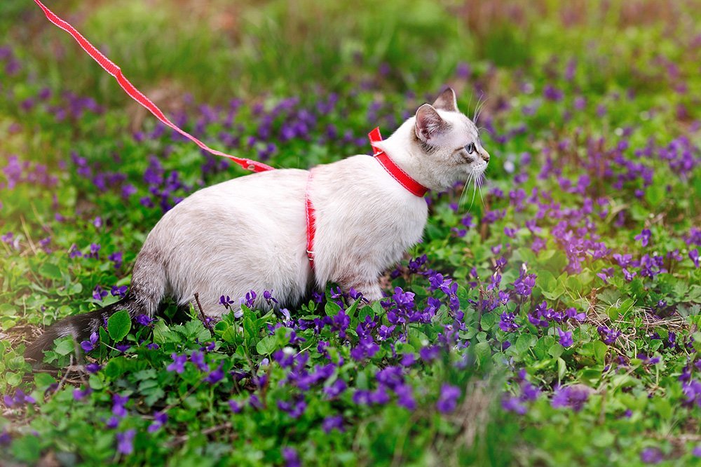 cat walking in flowers with a red harness and leash
