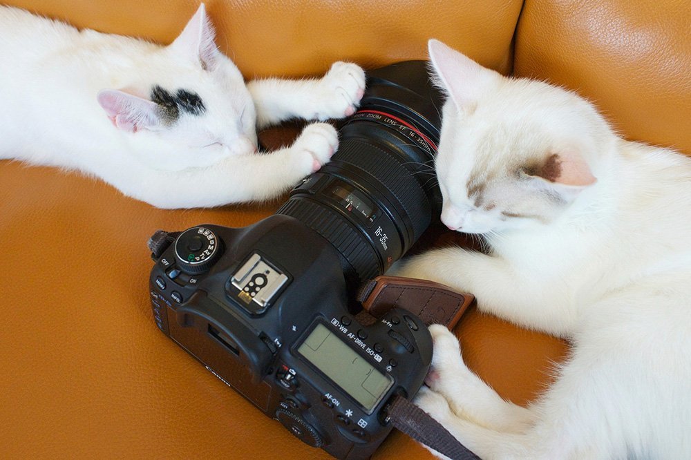 two white cats touching a canon camera
