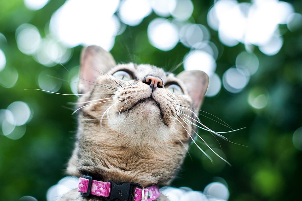 close up of cat face outside wearing a pink collar