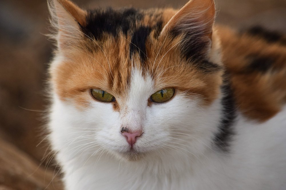 cute white and brown and black cat looking intently