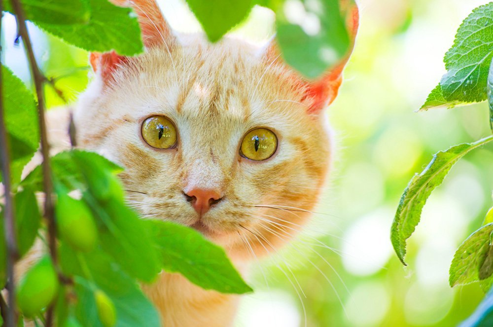 ginger cat peeking out from behind some leaves