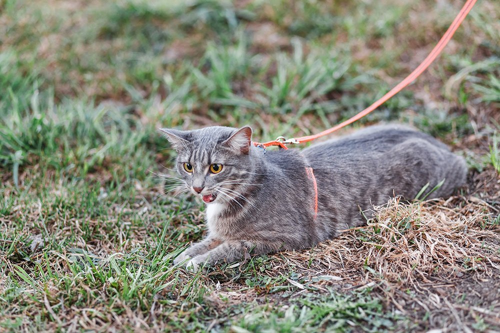 grey cat walks in a harness and leash on the grass best cat harness