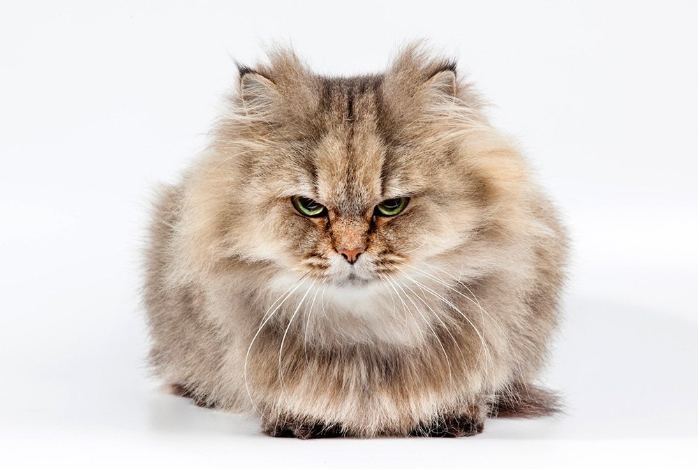 grumpy persian cat