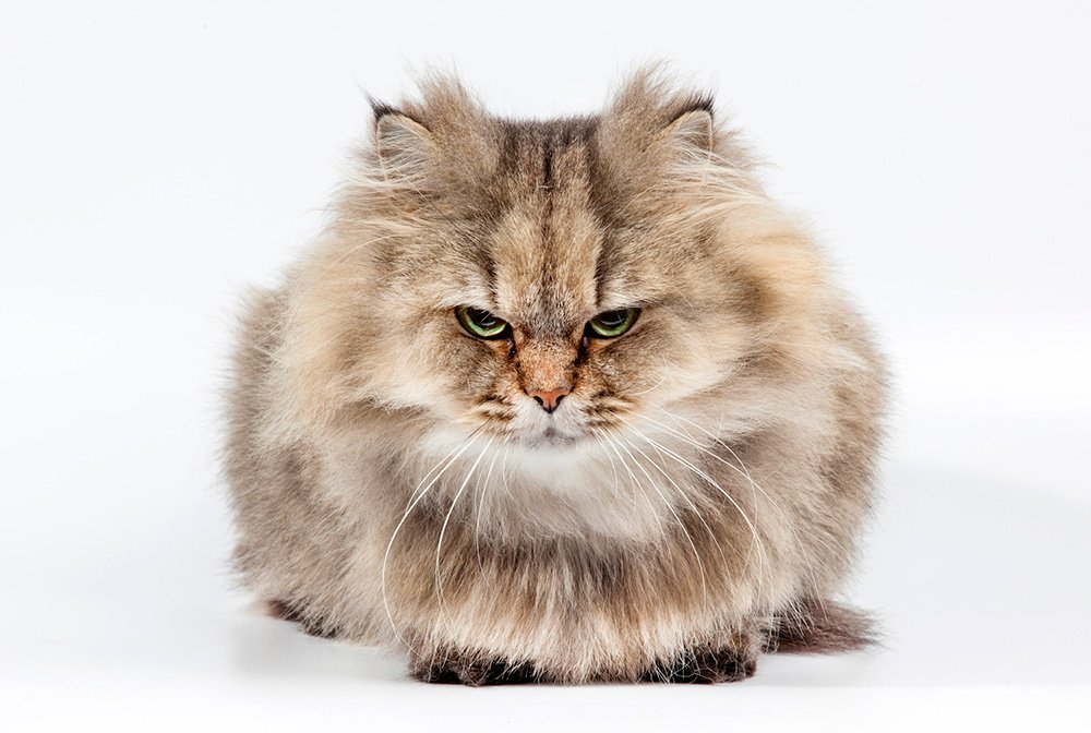 Best 500 Badass And Tough Cat Names For Male And Female Kitties