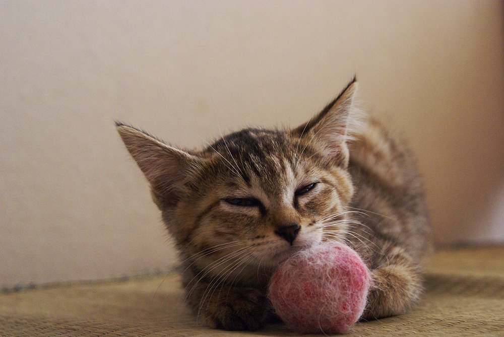 happy cat resting on ball