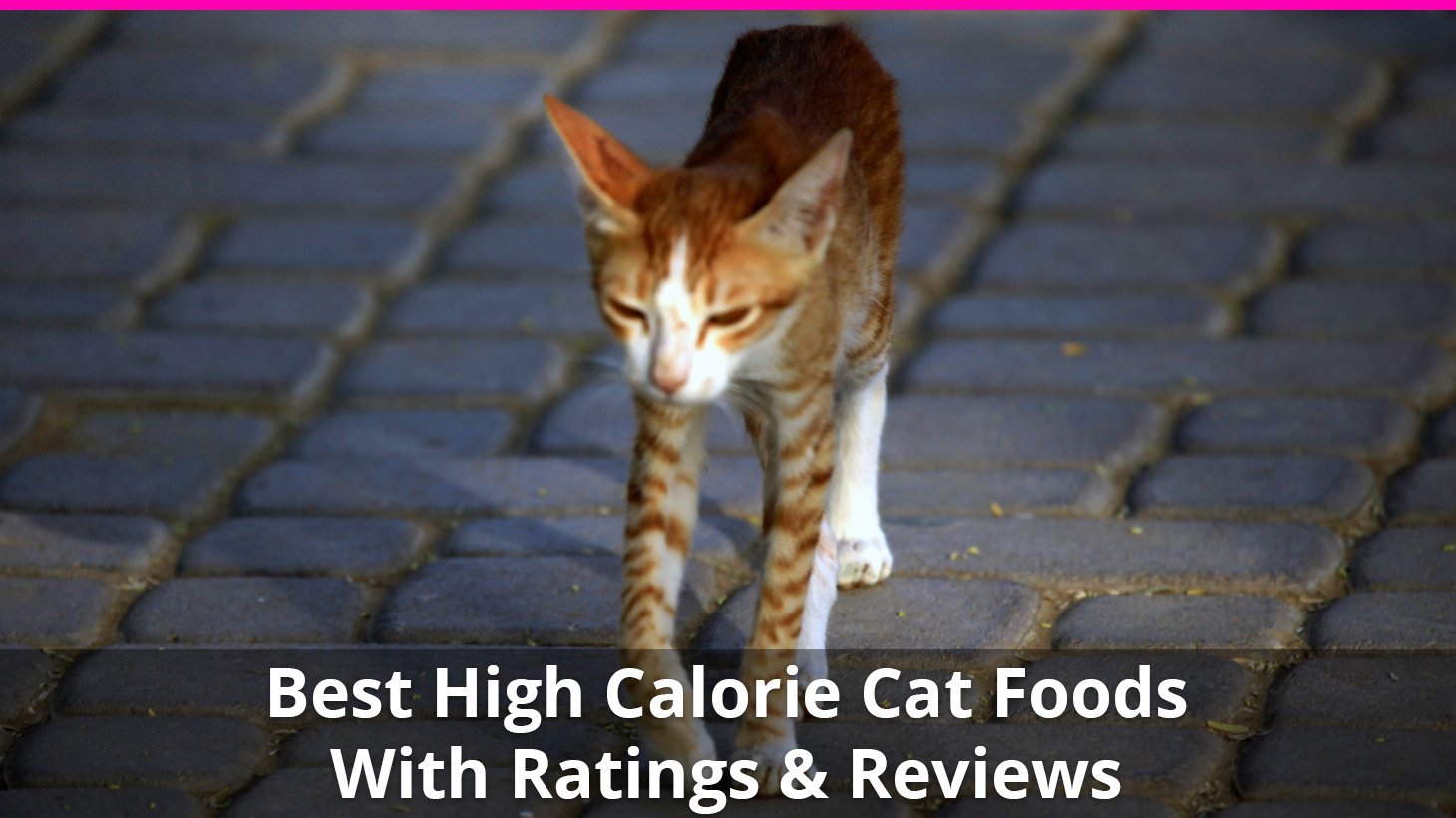 high calorie cat food