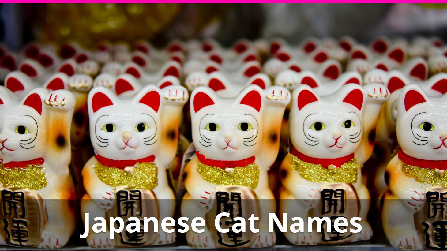 250+ Japanese Cat Names For The Cat You Love- Catological