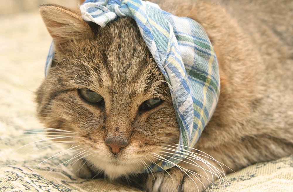 sick cat with kerchief over head and mouth