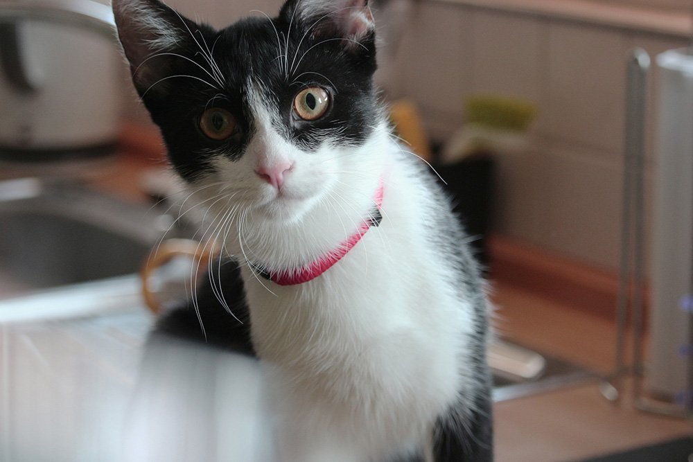 small black and white cat with a pink collar on