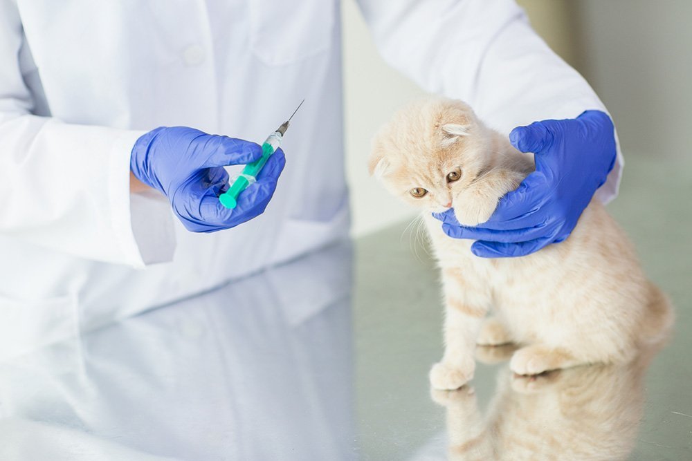 vet holding needle about to inject it in the cat for pet insurance