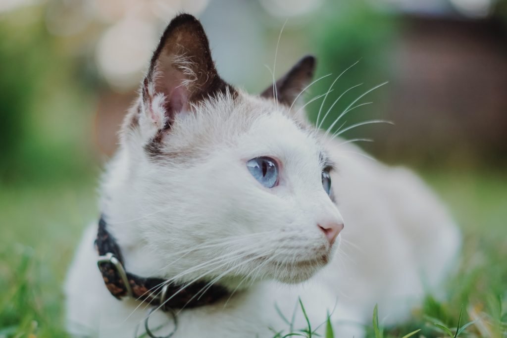 white cat lying down outside with a black and brown collar on