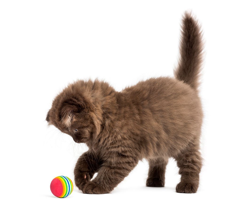 Highland fold kitten standing playing with a ball