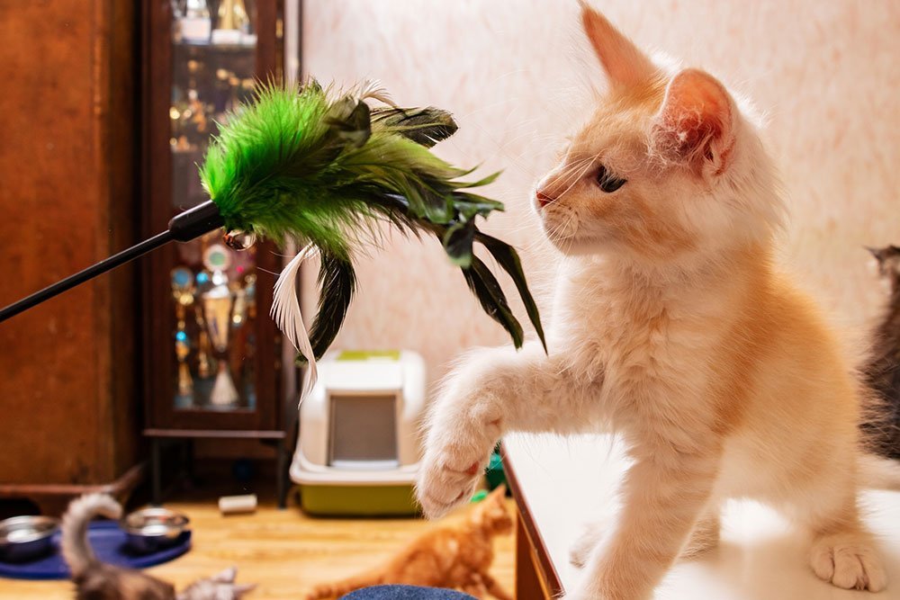 Maine Coon kitten playing with a toy for cats teaser fishing pole for cats with green feathers