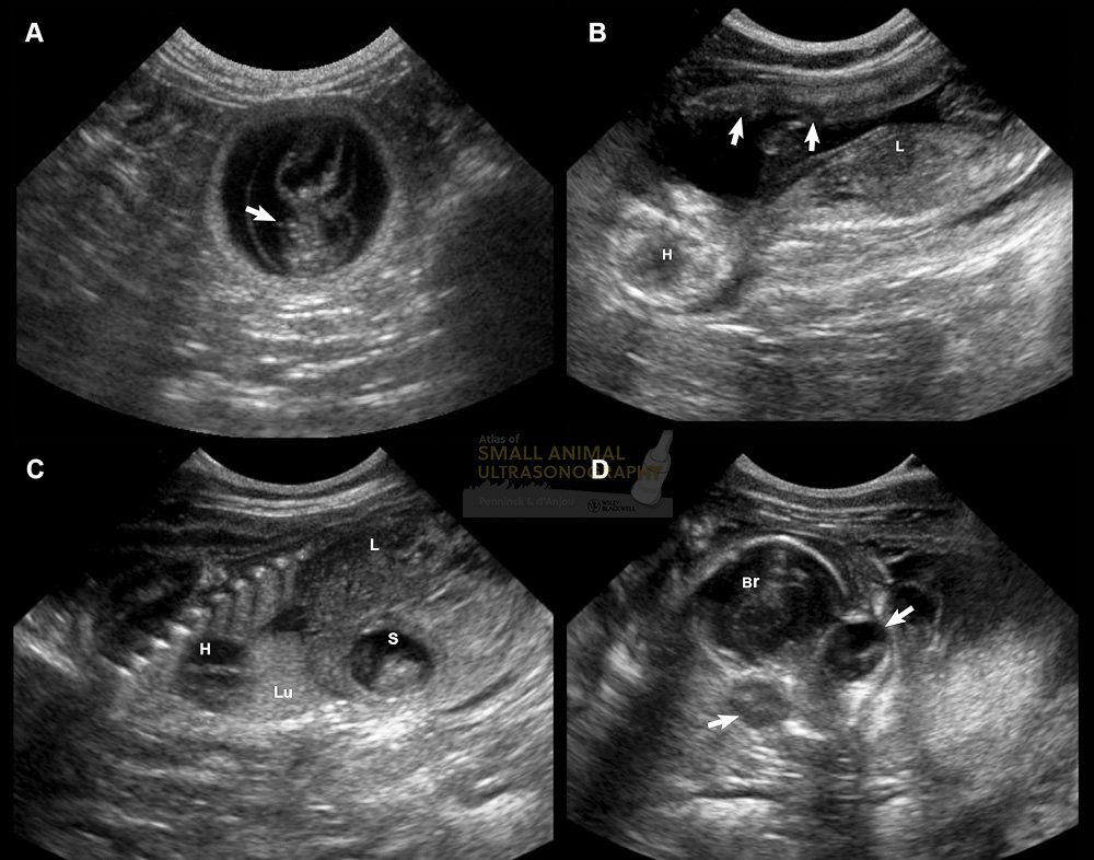 Ultrasound of kittens in their fluid filled sacs