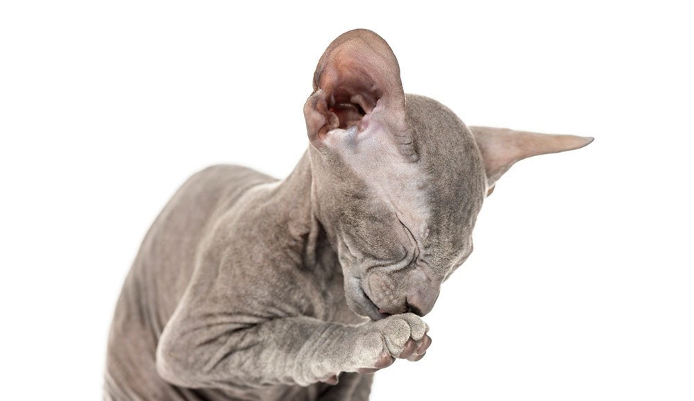 Young Peterbald cat cleaning itself
