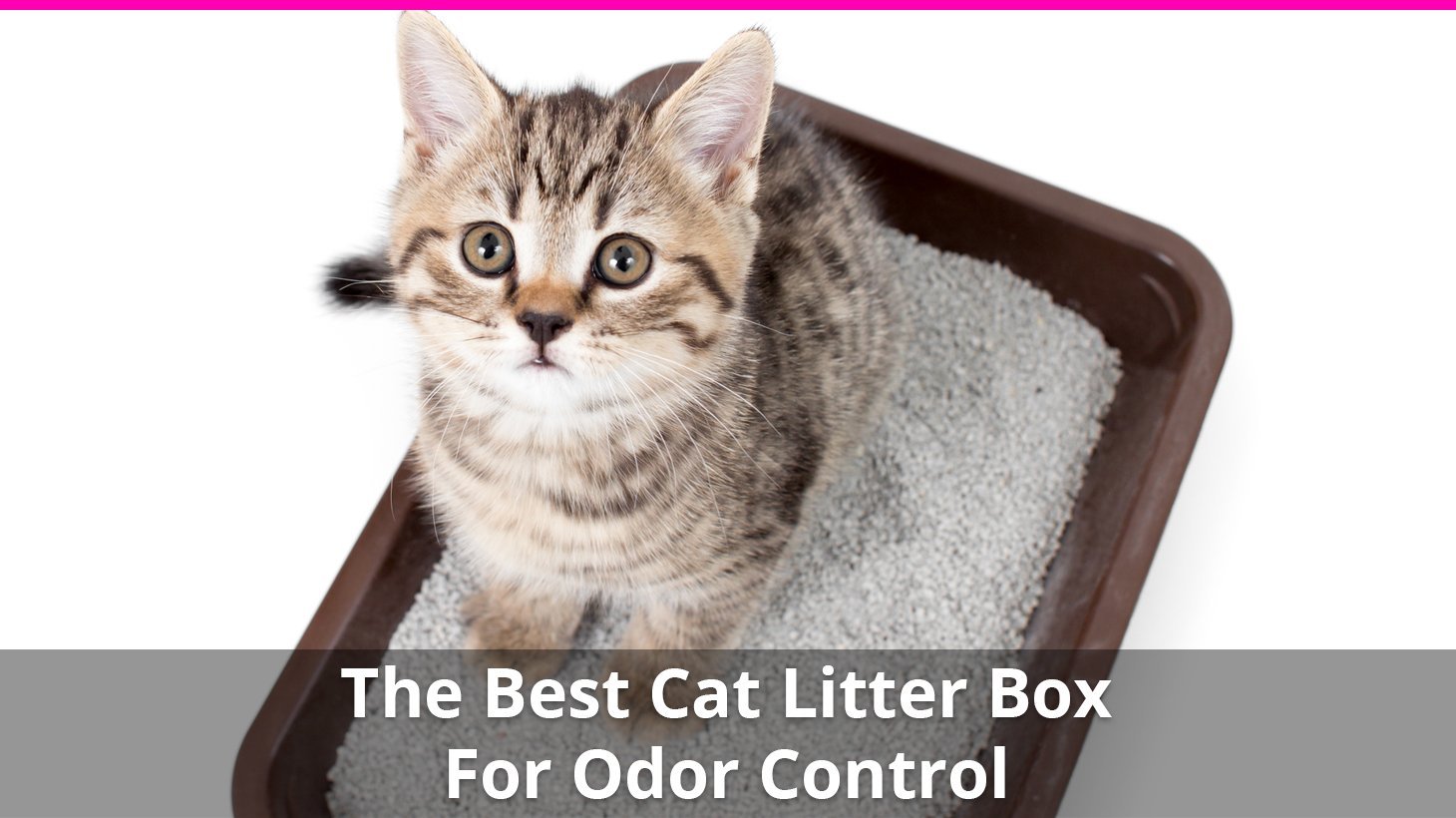 best cat litter for odor