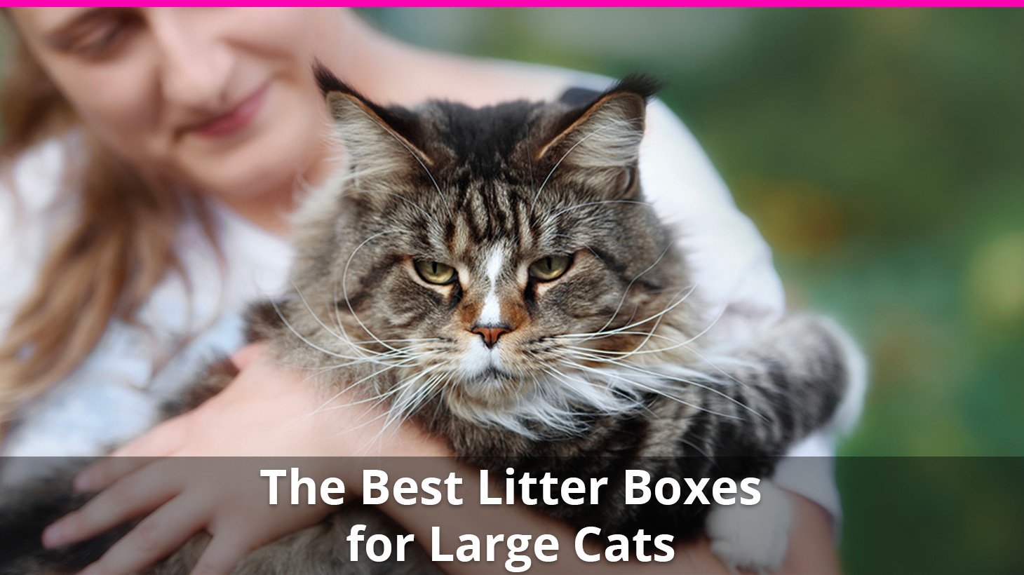 best large cat litter box