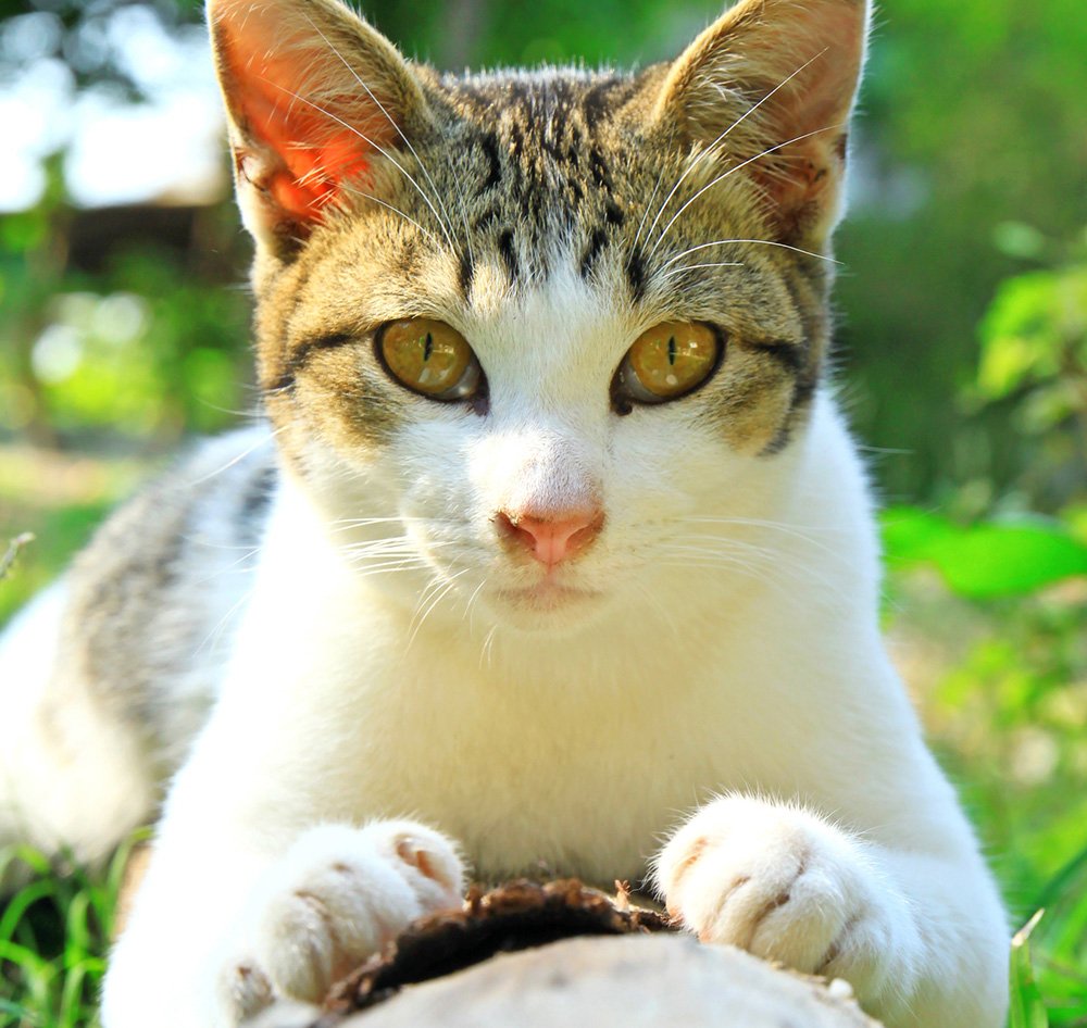 cat lying on a log scratching bark in the garden outside