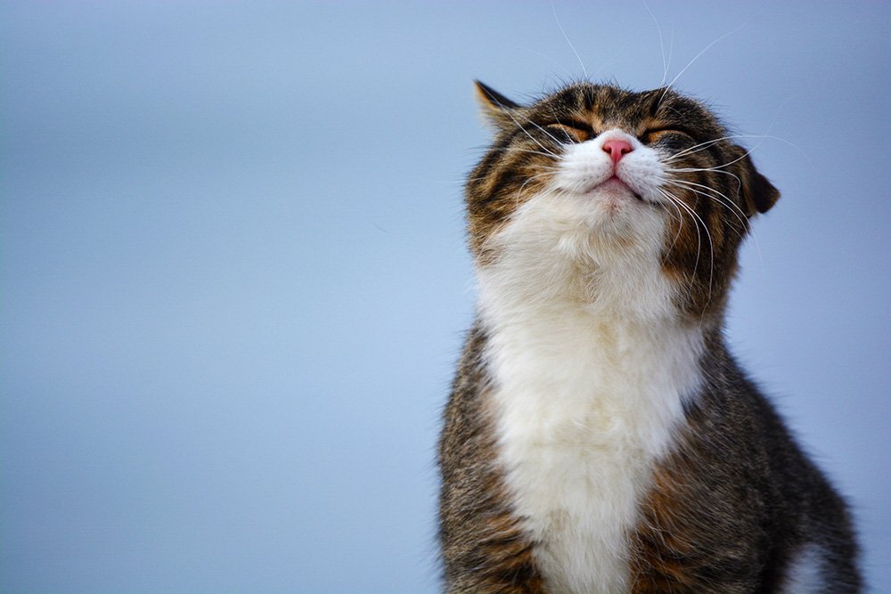 cat smiling looking up best large litter boxes