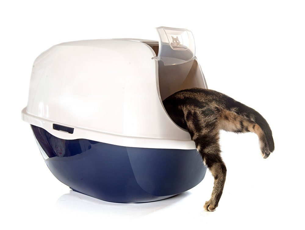 cat stepping into a covered litter box