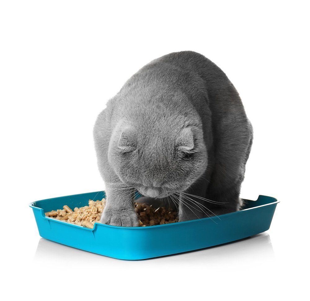 cute grey cat digging in litter tray