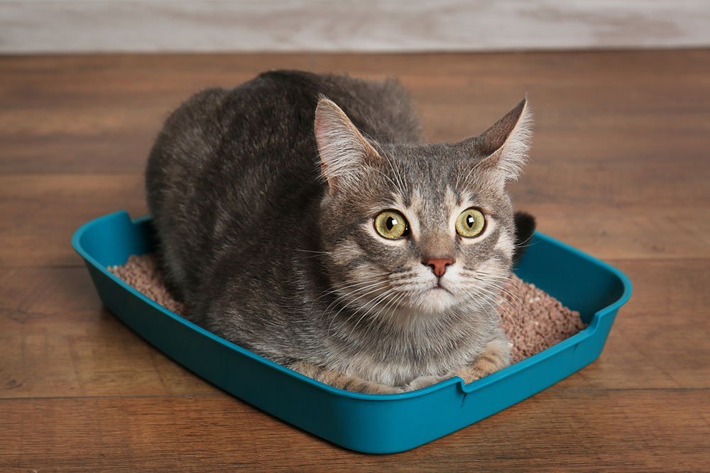 cute grey cat lying down in litter box