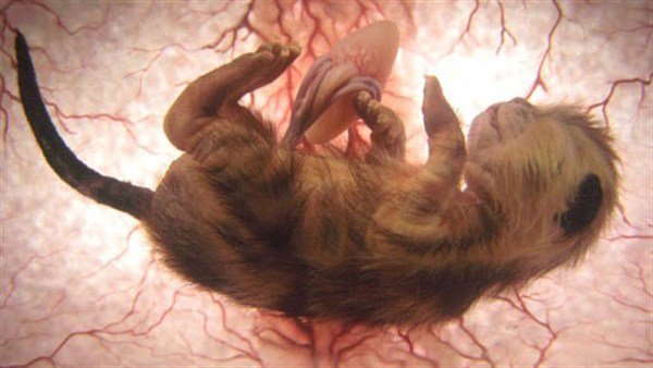 kitten in womb image mid stage of cat pregnancy
