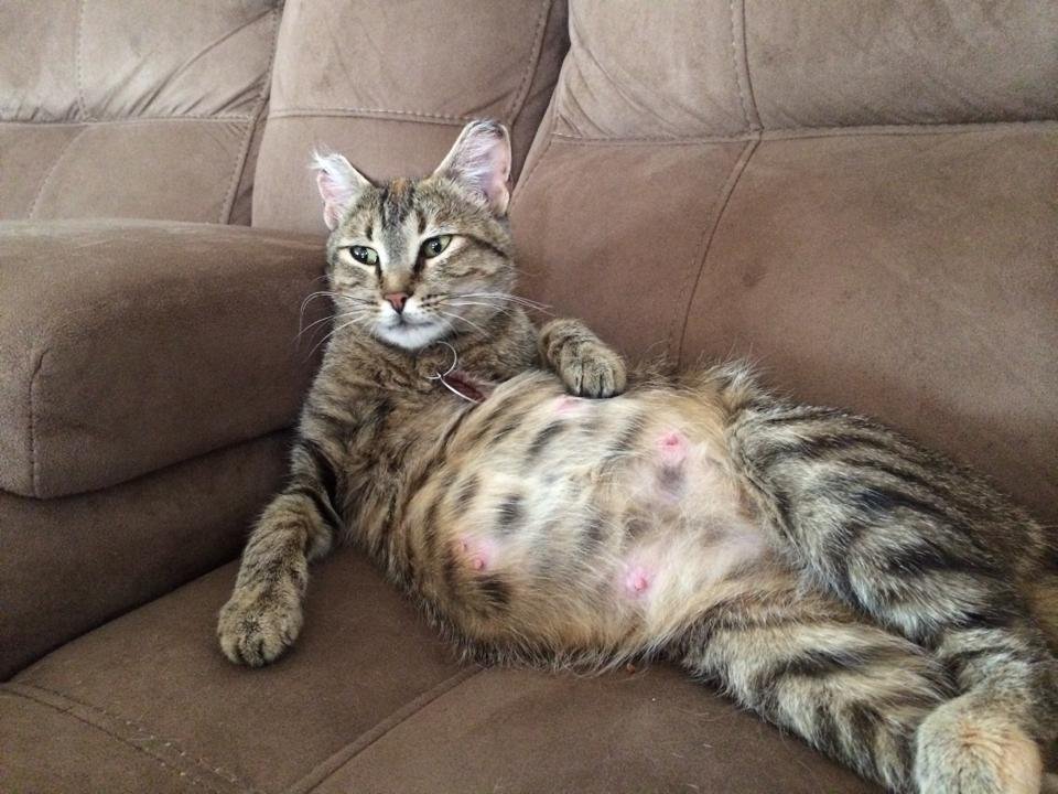 pregnant cat with visible pink nipples