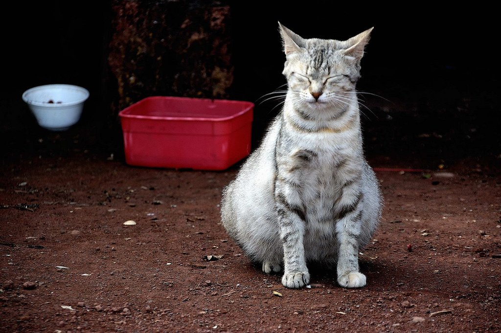 very pregnant grey white cat