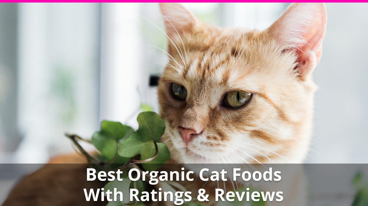 best organic cat food