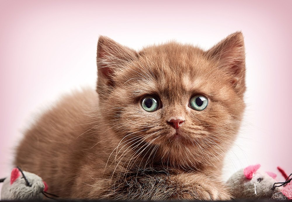 cute brown shorthair kitten sensitive stomach cat food