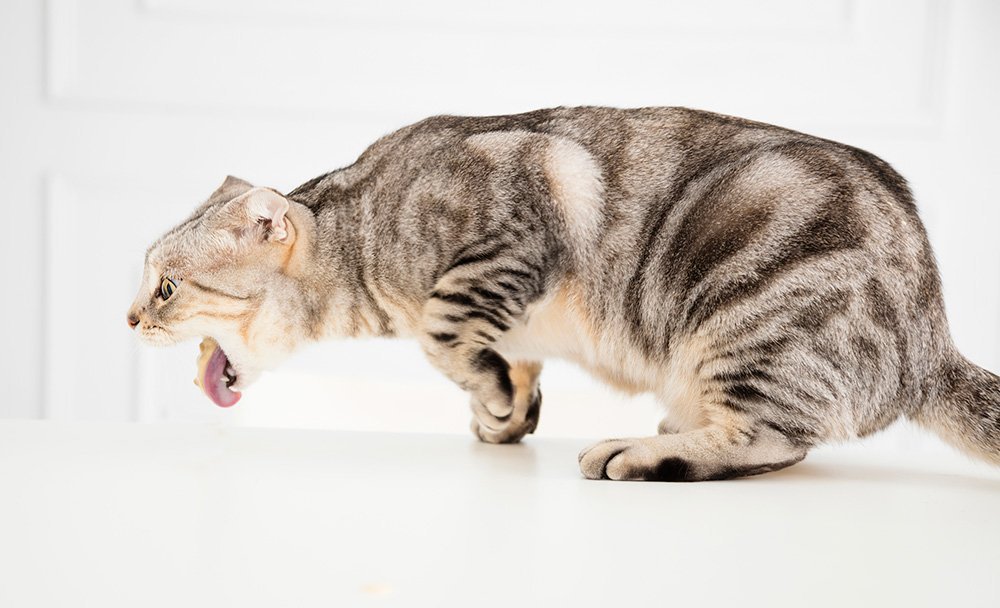 sick cat vomiting food sensitive stomach cat food