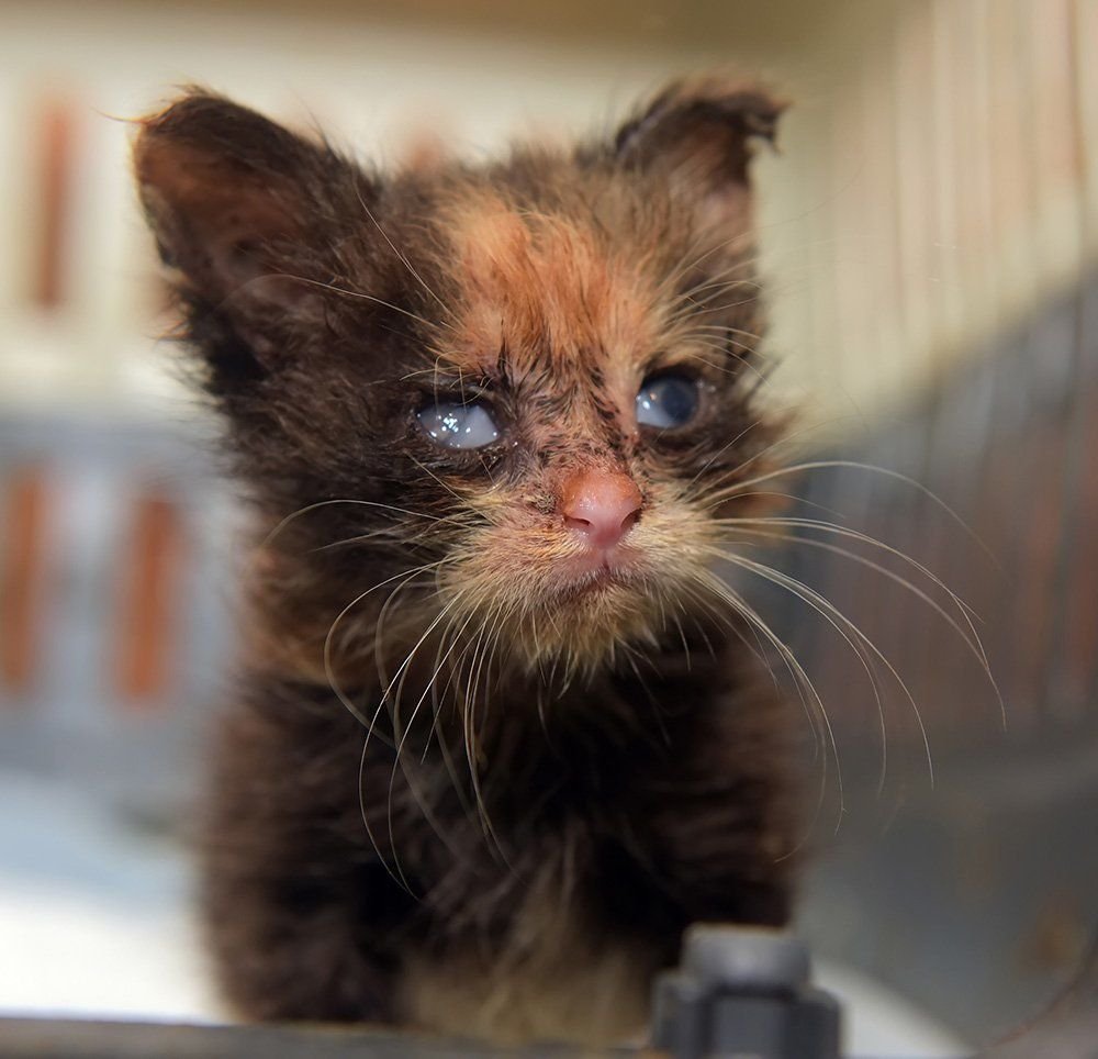 young kitten with eye discharge from feline herpesvirus