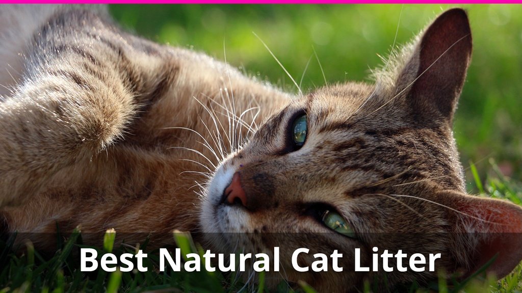 best natural cat litter
