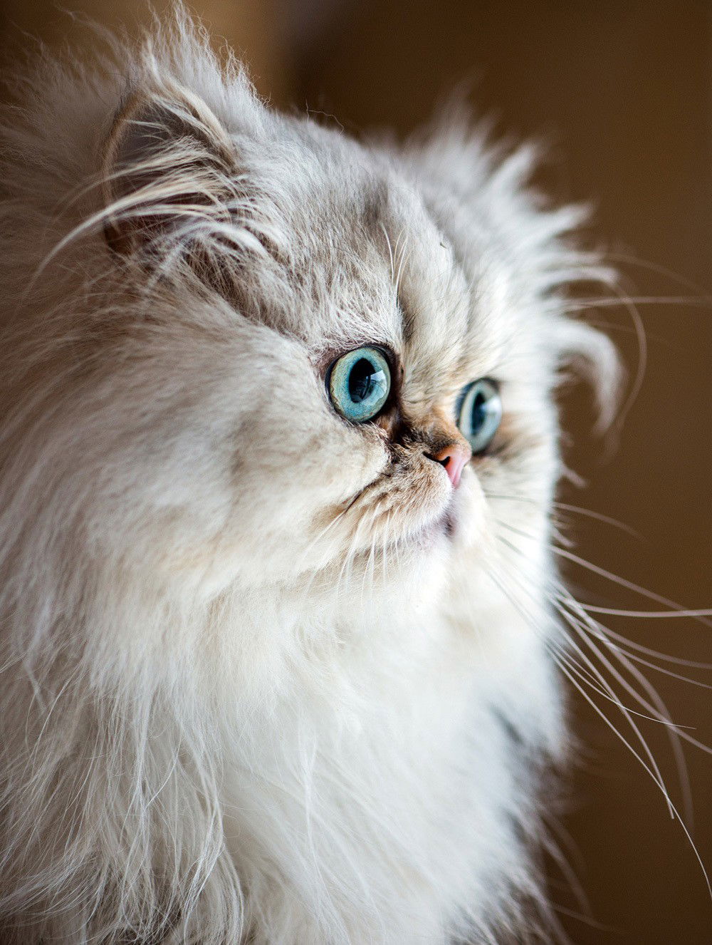 white cat with ice blue eyes outside