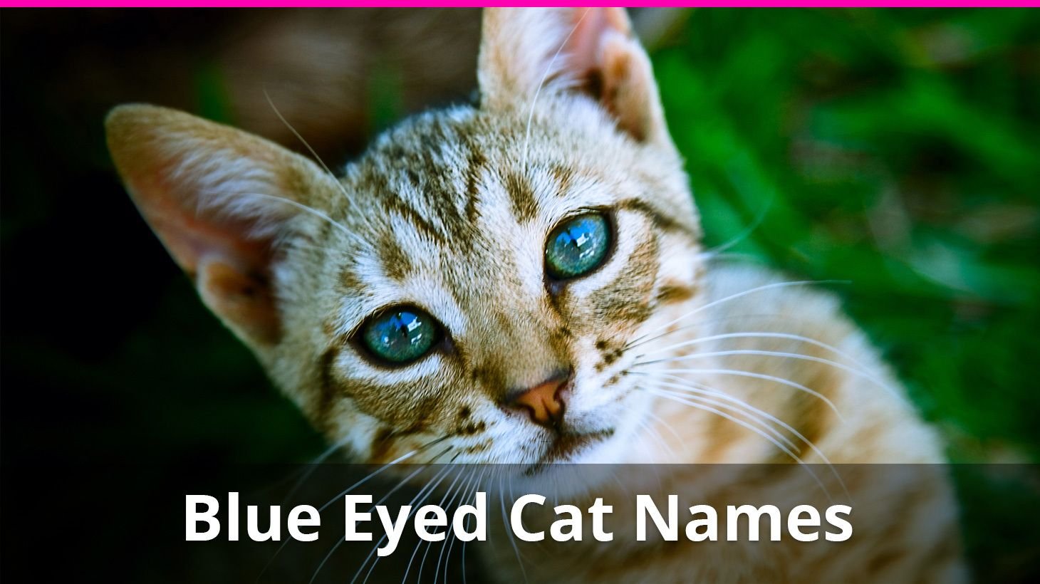 250+ of the Best Blue Eyed Cat Names For Male And Female Kitties