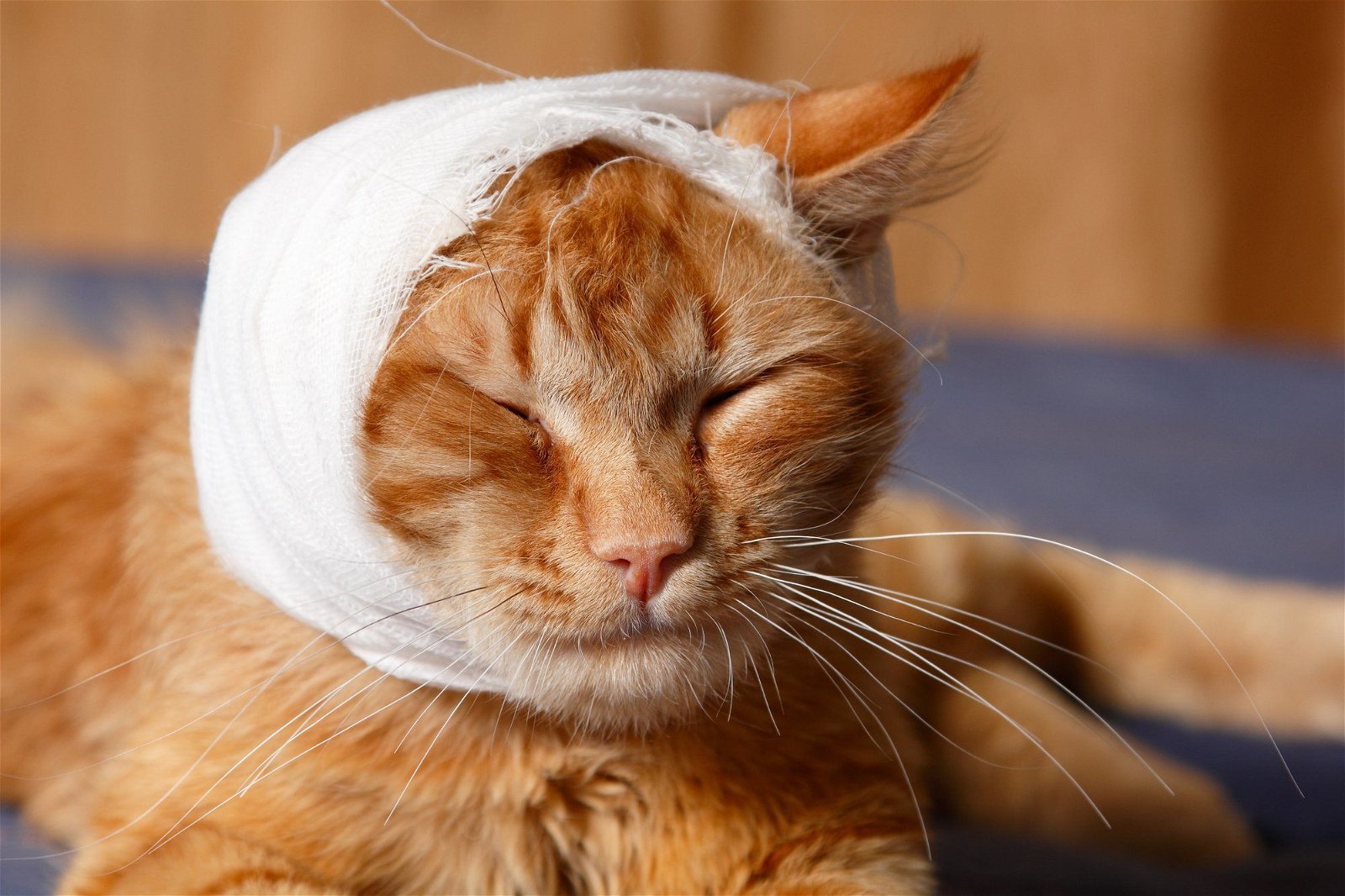 cat with head bandage cbd oil for cats