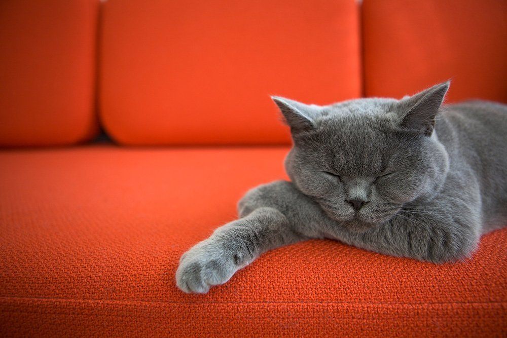 grey cat relaxing napping on red couch best cbd oil for cats