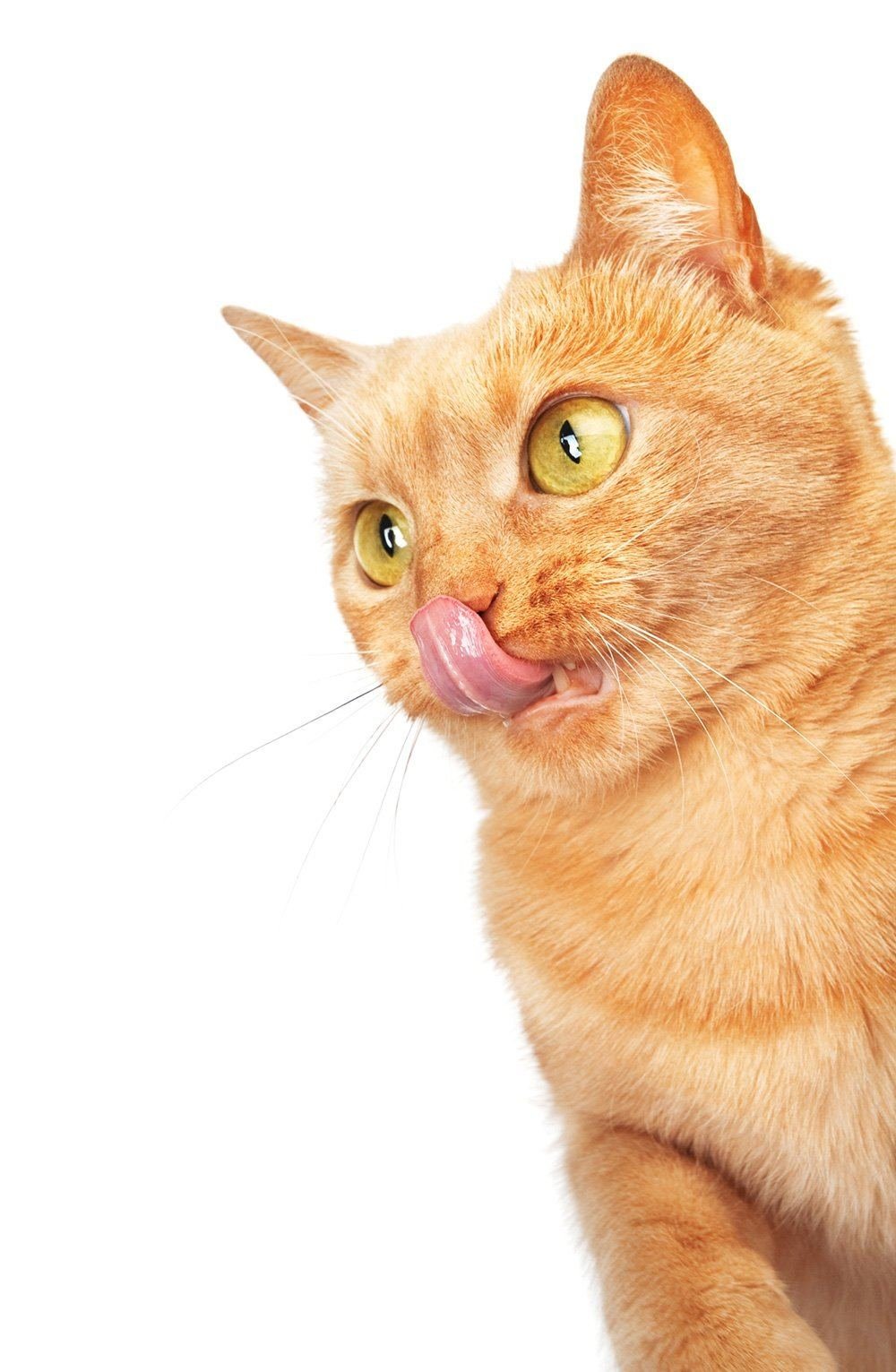 orange cat licking lips side of frame best cat treats