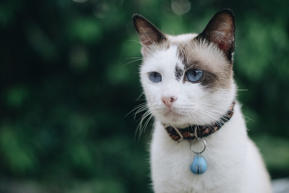 white cat outdoors looking with collar natural flea remedies for cats
