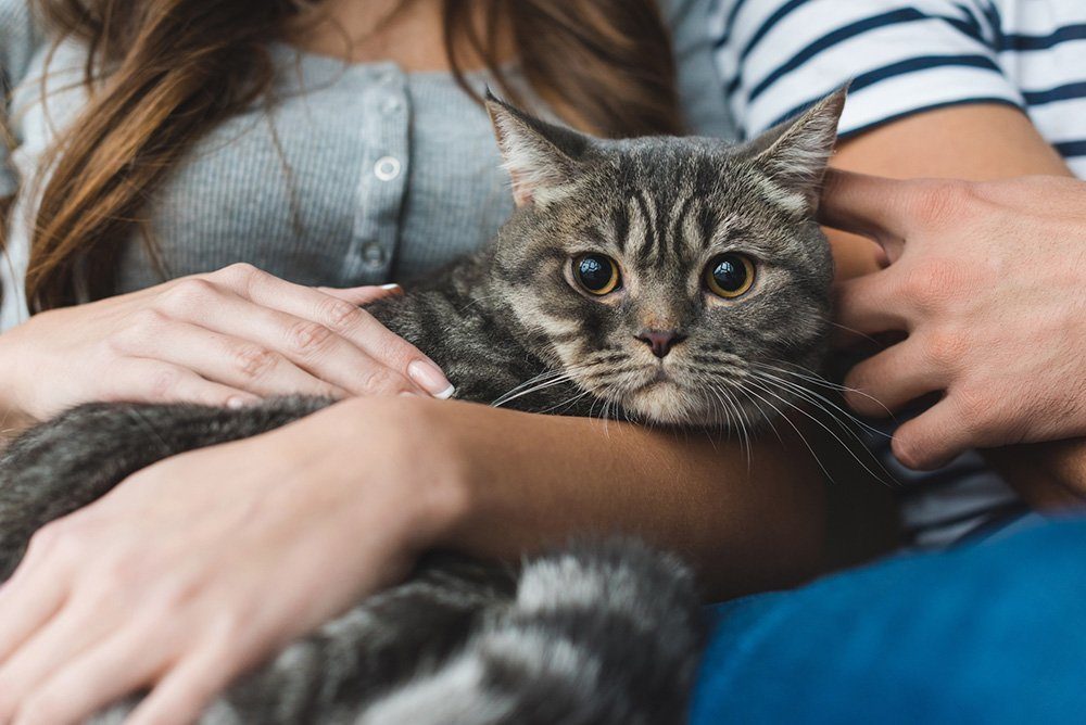 woman holding cat on her lap cbd oil for cats