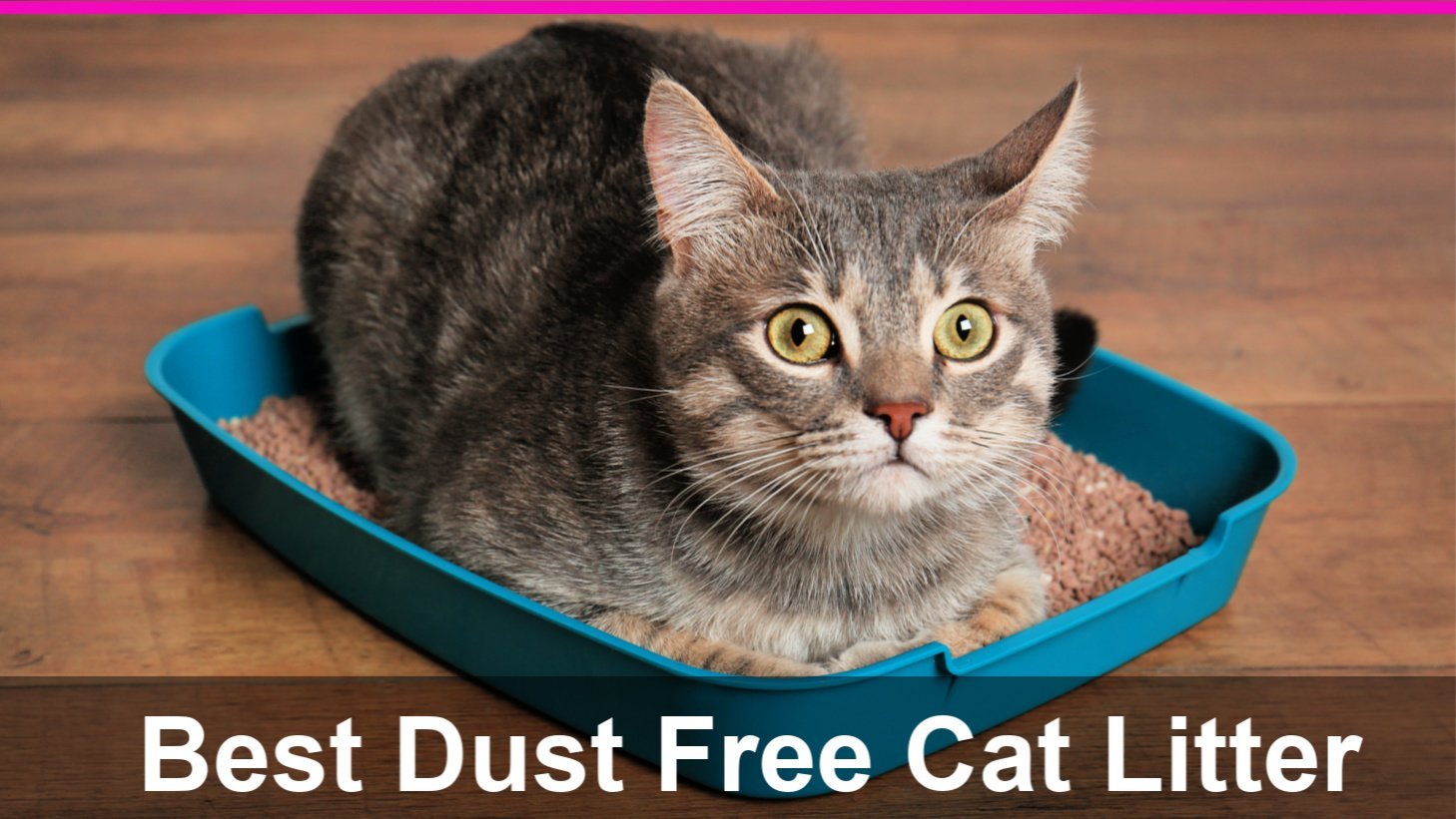 Cat Litter and Litter Boxes Catological