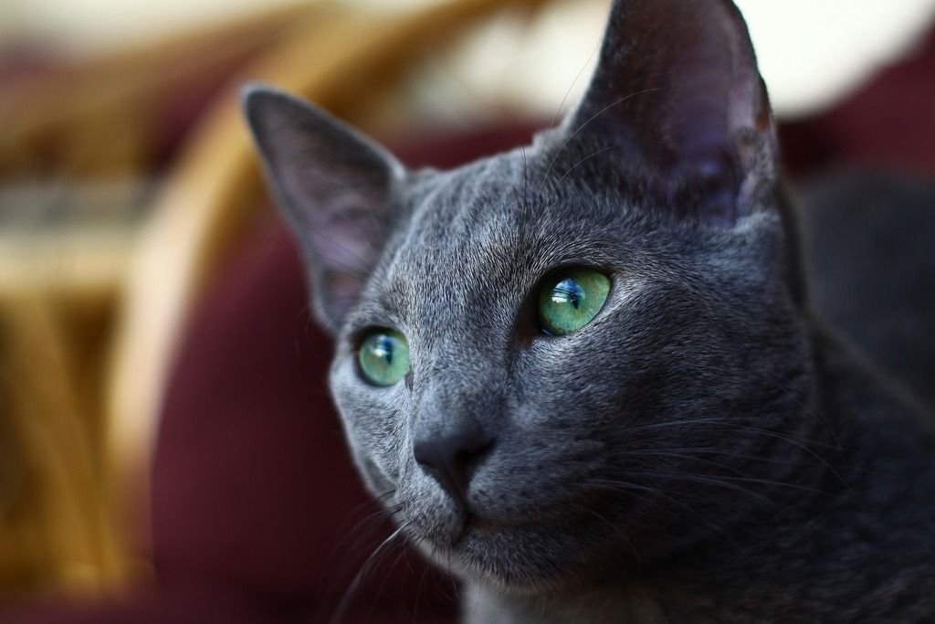 Russian Blue Cat Close-Up Staring Camera-Left